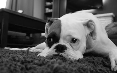 What are the consequences of a payment holiday on my home loan?