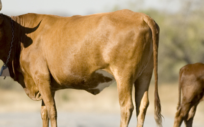 How liable is an owner for damage caused by animals?